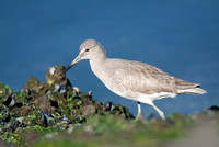 Willet - Tringa semipalmatus