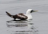 Masked Booby - Sula dactylatra