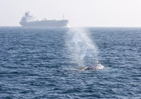 Gray whale - Eschrichtius robustus