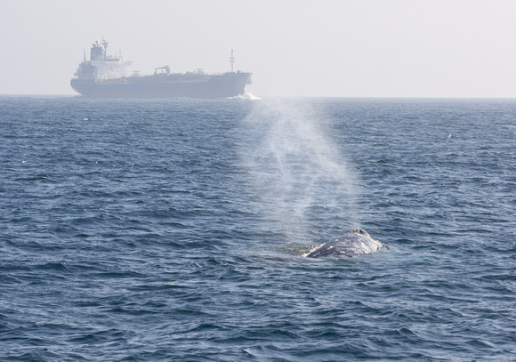 Gray whale - Eschrichtius robustus