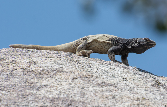 Common Chuckwalla - Sauromalus ater