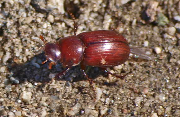 Scarab beetle -Dellacasiellus pseudofucosus