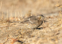 Sage Thrasher - Oreoscoptes montanus