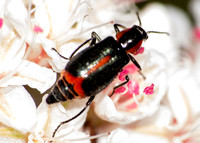 Malachite beetle - Tanaops sp.