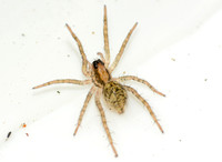 Wolf spider - Pardosa sp.