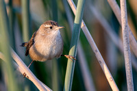 Marsh Wren - Cistothorus palustris