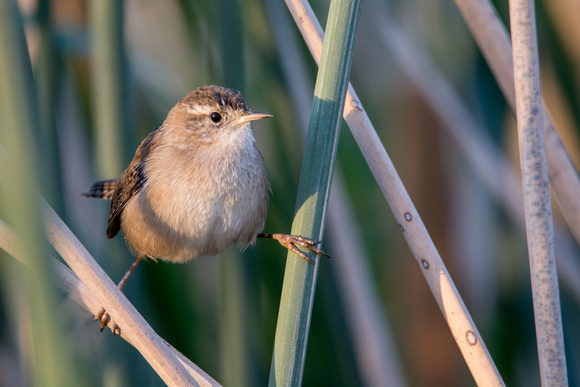 Marsh Wren - Cistothorus palustris