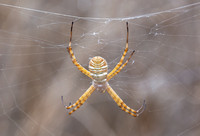 Banded argiope - Argiope trifasciata