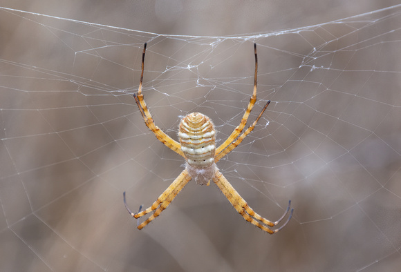 Banded argiope - Argiope trifasciata