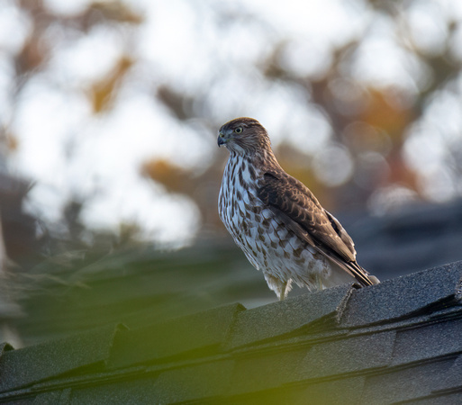 Cooper's Hawk - Astur cooperii