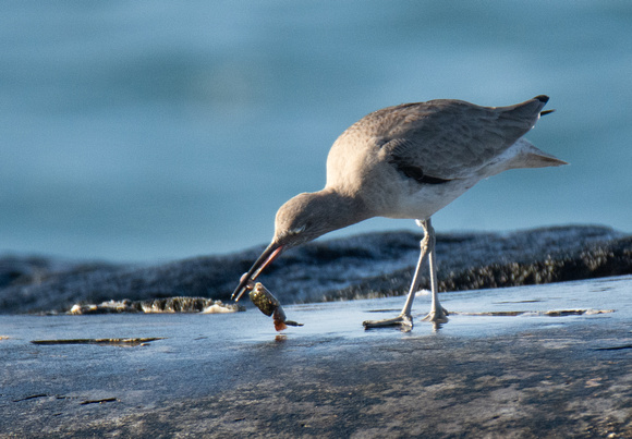 Striped shore crab - Pachygrapsus crassipes, Willet - Tringa semipalmatus