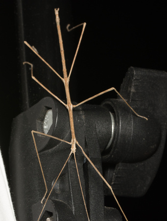 Gray Walkingstick - Pseudosermyle (straminea?)
