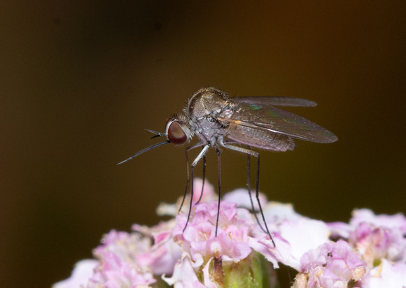 Bee fly - Geron sp.