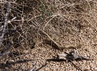 Desert Patch-nosed Snake - Salvadora hexalepis hexalepis