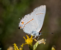 Gray hairstreak - Strymon melinus