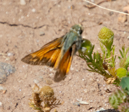Juba skipper - Hesperia juba
