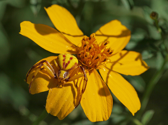 Whitebanded crab spider - Misumena formosipes