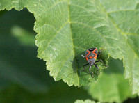 Small milkweed bug - Lygaeus kalmii