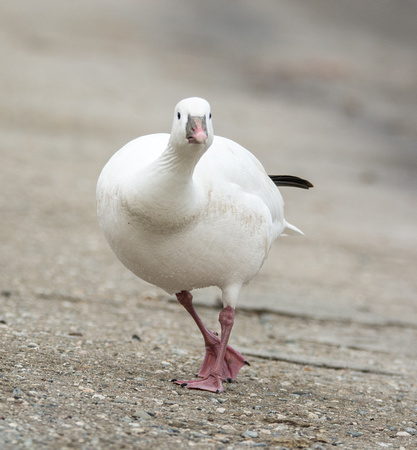 Ross's Goose - Chen rossii