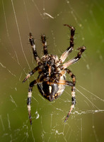 Orb weaver - Metepeira sp