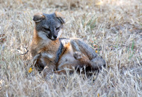 Santa Cruz Island Fox - Urocyon littoralis santacruzae