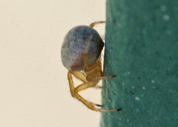 Orb weaver - Metazygia zilloides