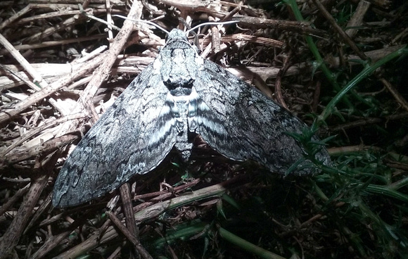 Tobacco hornworm - Manduca sexta