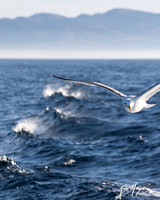 Western Gull - Larus occidentalis