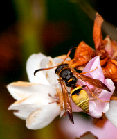 Mason wasp - Ancistrocerus lineativentris