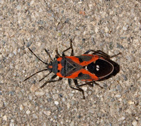 Small milkweed bug - Lygaeus kalmii