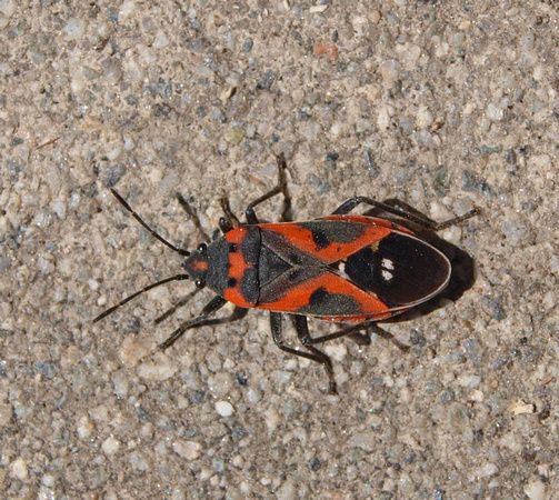 Small milkweed bug - Lygaeus kalmii