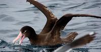 Short-tailed Albatross - Phoebastria albatrus