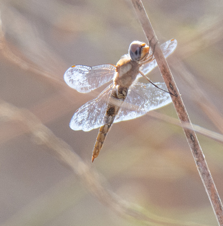 Spot-winged Glider - Pantala hymenaea