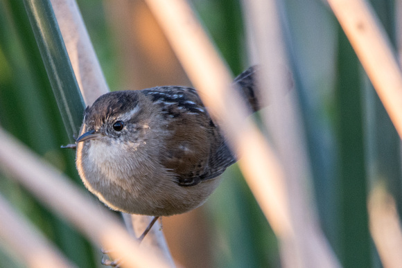 Marsh Wren - Cistothorus palustris