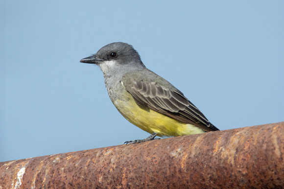 Cassin's Kingbird - Tyrannus vociferans