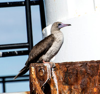 Red-footed Booby - Sula sula