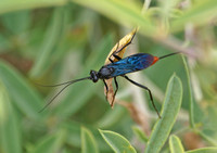 Ichneumon wasp 2 -  Unidentified sp.