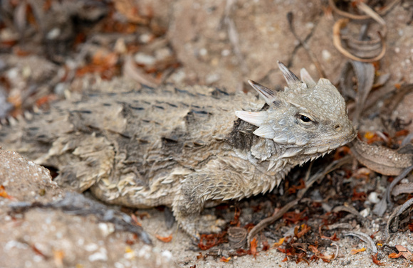 Blainville's Horned Lizard - Phrynosoma blainvillii