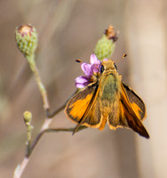 Woodland skipper - Ochlodes sylvanoides