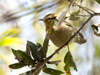 Worm-eating Warbler - Helmitheros vermivorum