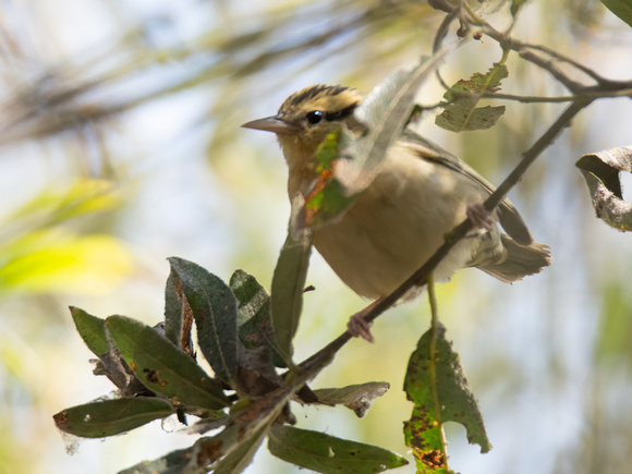 Worm-eating Warbler - Helmitheros vermivorum