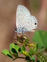 Ceraunus Blue - Hemiargus ceraunus