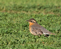 Varied Thrush - Ixoreus naevius