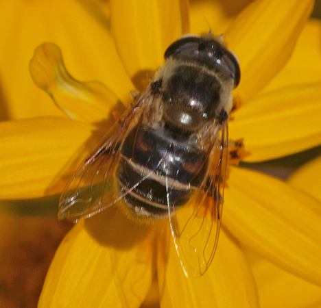 Drone fly - Eristalis or Palpada sp.?