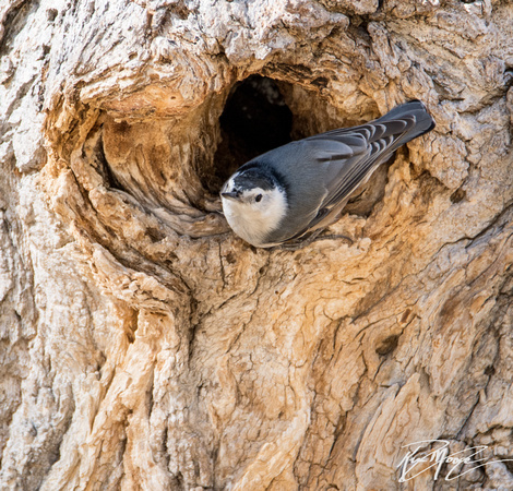 White-breasted Nuthatch - Sitta carolinensis