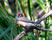 Zebra Finch - Taeniopygia guttata