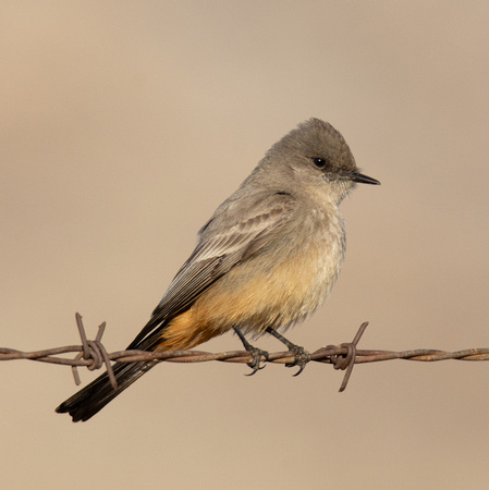 Say’s Phoebe  - Sayornis saya