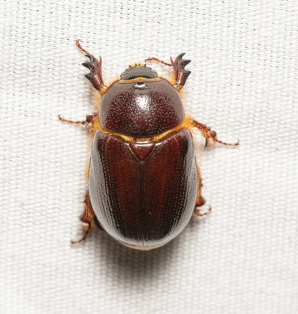 Carrot beetle - Tomarus gibbosus