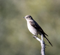 Townsend's Solitaire - Myadestes townsendi