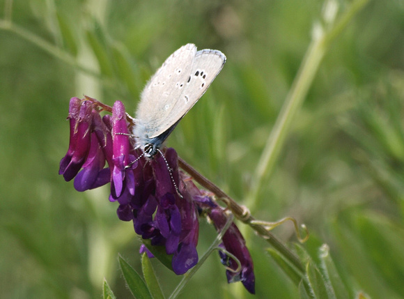 Silvery blue - Glaucopysche lygdamus